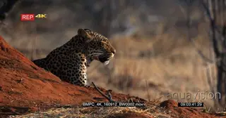 Leopard sitting next to an ant hill facing towards camera