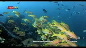 WS Schooling fish Bluelined Snapper Searching fro food GOOD LIGHT