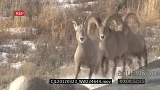 Male bighorn sheep displaying and fighting on snow covered prairie MLS PAN