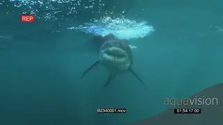 Great white shark gently swimming underwater in ocean passing by bait line and camera UW.