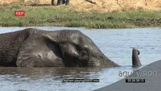 Young elephant bull swimming in Okavango Delta river