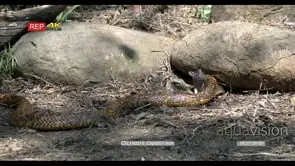 Cape Cobra catches a Mouse and it runs off