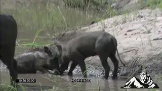 Warthogs graze, lay in water, Piglets joust, play fight and mud bathing WS MS MCU