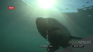 Great white shark gently swimming towards camera underwater in ocean then passing by MS.