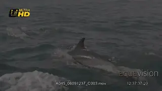 A pod of energetic Common Dolphin swimming.