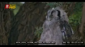 Close up side view shot of a sleeping giant eagle owl