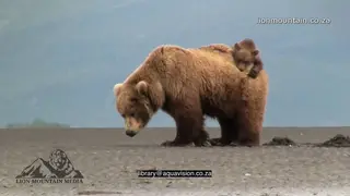 Female Alaskan Brown Bear walking, digging and cub climbing off her back.