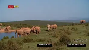 African Elephant Herd Grazing and Drinking Water