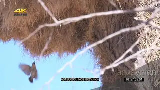 Sociable Weavers flying in and out of nest SLOWMO