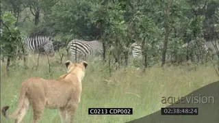 Lioness hunting stalking herd of Zebra MS FAILS