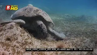 An Extreme Close Up of a Green Sea Tutle, Chelonia mydas eating seagrass coming towards.