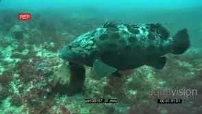 Potato Bass swimming and feeding underwater in ocean deep CU MS PAN HAND