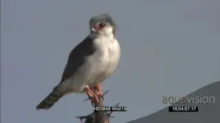 African Pygmy Falcon sitting on tree top preening scouting around flying away MCU