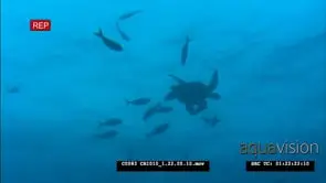 Sea Turtle Swimming surrounded by Barracuda UNDERWATER