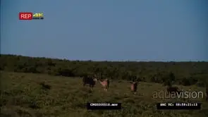 Greater kudu walking away from camera