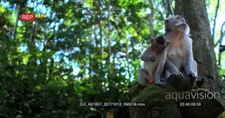 Adult female Balinese long tailed monkey sitting Looking around Alert with the baby.