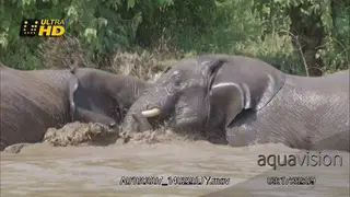 Two adult African Elephant inside water fighting.