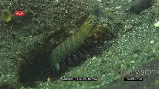 Peacock mantis shrimp walking