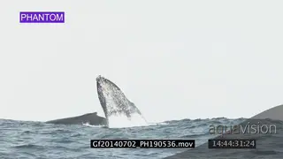 Humpback whale breach WS GOOD LIGHT
