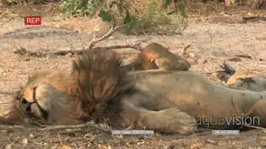 Male lion sleeping on his back