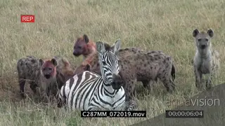Spotted hyena clan feeding on a female zebra alive