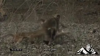 Yellow baboons males fighting with one another and then chasing after and running away.