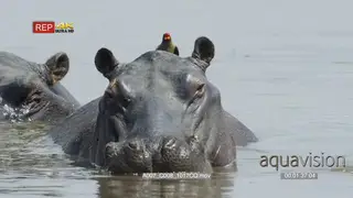 Oxpecker perched on the back of a Hippo hissing/sing during daytime.