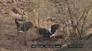 A pair of African fish eagles fighting over fish WS