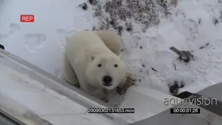 Polar bear investigating tour bus looking up at the camera