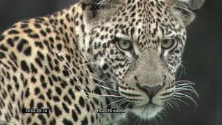 Leopard looking over the shoulder towards camera OTS MCU
