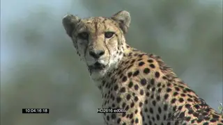 Cheetah standing on anthill mound, looking alert look for prey OTS WS zoom MCU