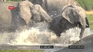 African Elephant herd drinking aggressively running chasing each other in water SLOWMO