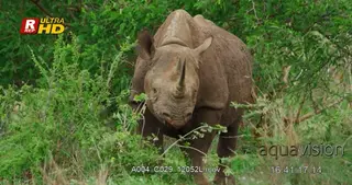 Black Rhinoceros standing, feeding on tree leaves and looking around.