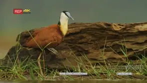 African jacana standing on one leg infront of log tucks leg under wing