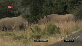 A pair of Black Rhinos fighting