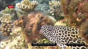 Honeycomb Moray Eel under corral, head sticking out, then swims away WS: CU