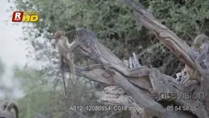 Young and adult troop of Chacma baboon general behaviour display, gather.