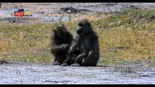 Baboons grooming while baboon mother carrying twin infants