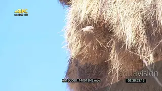 Sociable Weaver well camouflaged on side of nest flying off SLOWMO