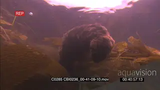 Dead Sea Otter carcass floating Underwater amongst Kelp forest
