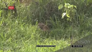 Leopard Catching Kill and feeding in the Bushveld RAIN