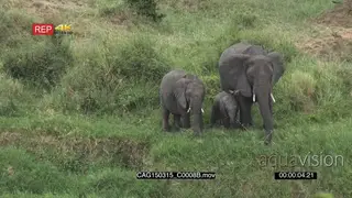 African Elephant with calves standing on bushveld grazing LS HAND