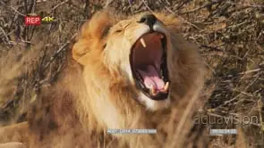 Close up shot of male lion yawning