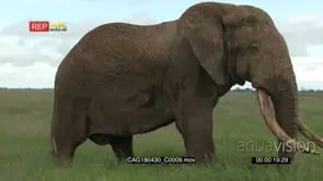 Elephant big bull tusker sauntering through the grassland towards and past camera