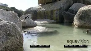 African Penguins at Boulders beach