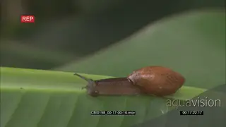 Snail retreated in shell slowly getting out of shell moving over leaf DAY MS