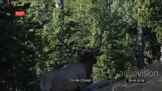 Male elk standing, looking around and walking around WS