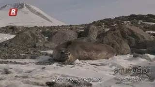 Weddell seal on ice laying down and looking towards the camera.