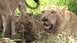 African Lion Pride Laying down with a lioness standing and feeding on a Cape Buffalo Kill.