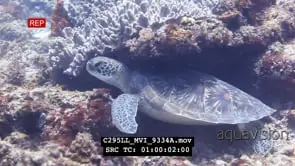 Hawksbill sea turtle on Mbwangawa coral reef hiding